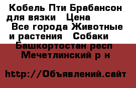 Кобель Пти Брабансон для вязки › Цена ­ 30 000 - Все города Животные и растения » Собаки   . Башкортостан респ.,Мечетлинский р-н